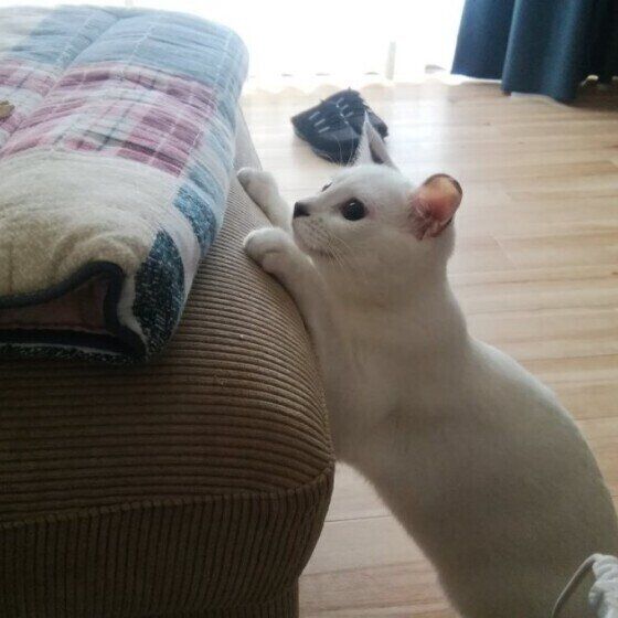 おねだりする日本ネコの女の子