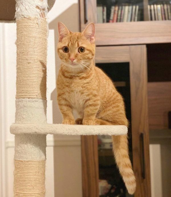 伸びをするマンチカン