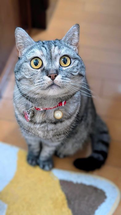 飼い主を見つめるマンチカン