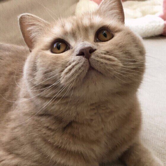 ブリティッシュショートヘアー