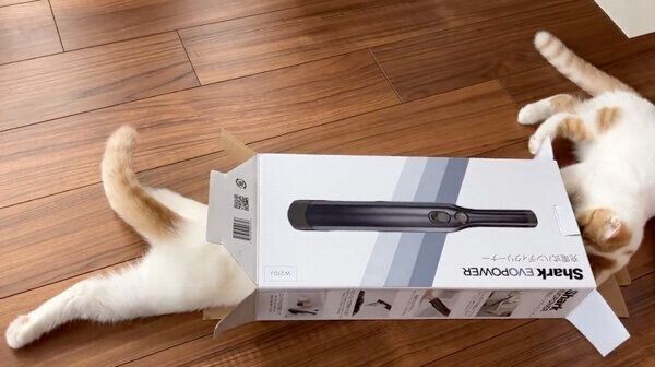 買ってきたオモチャより、空き箱のほうに興味津々な猫