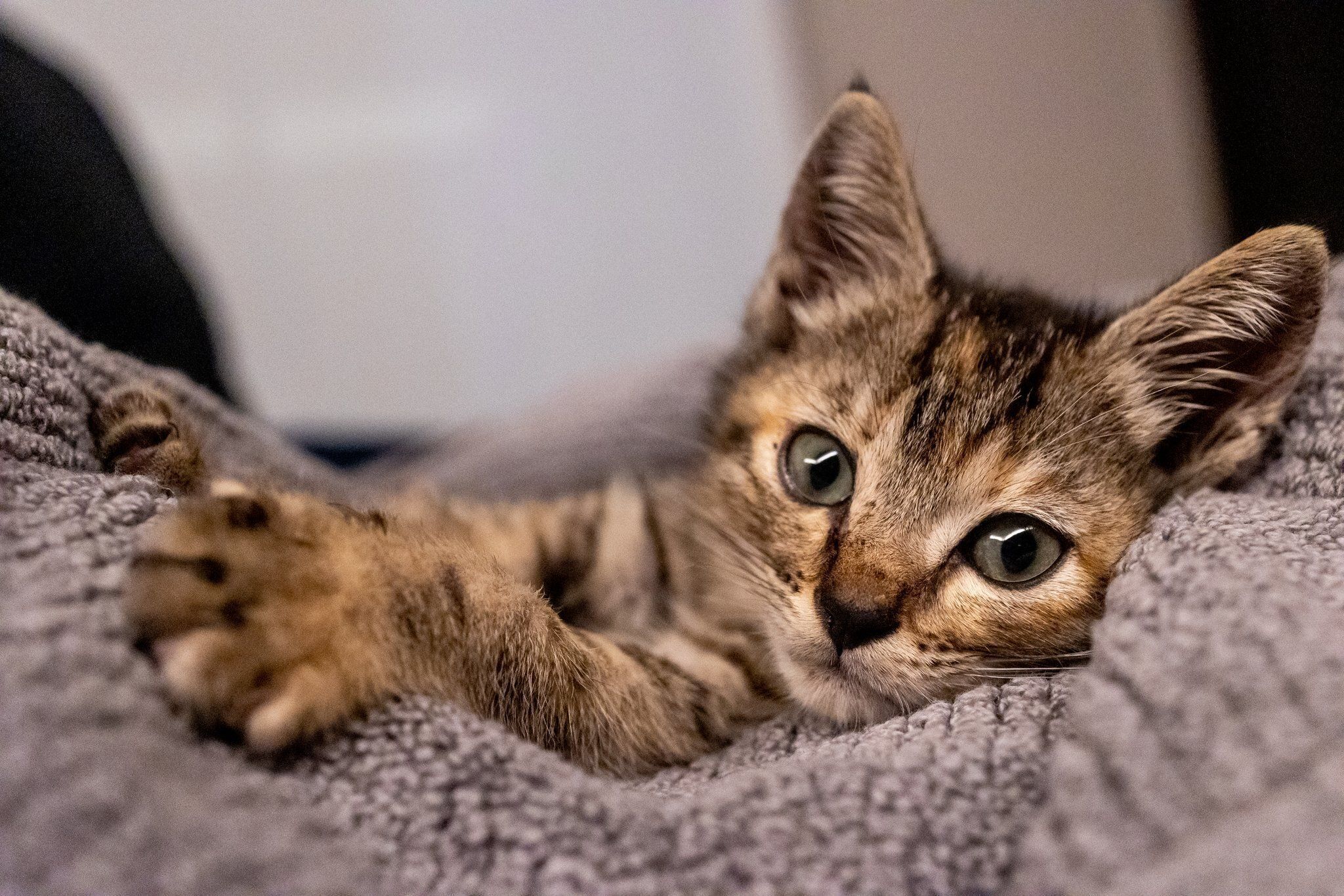 生後約1カ月の子猫