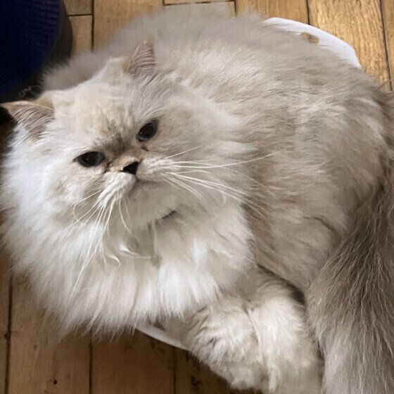 ヒマラヤンのポプテちゃん