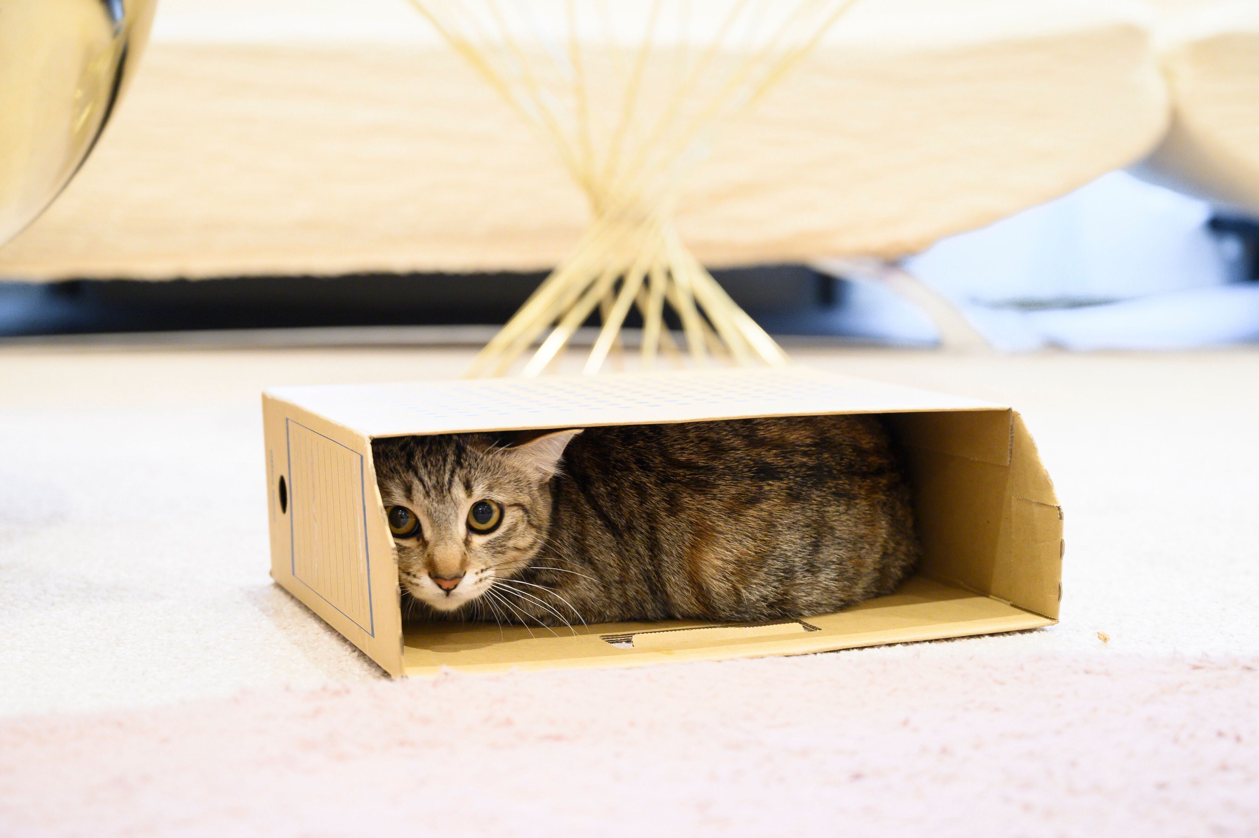 撮影／中川文作