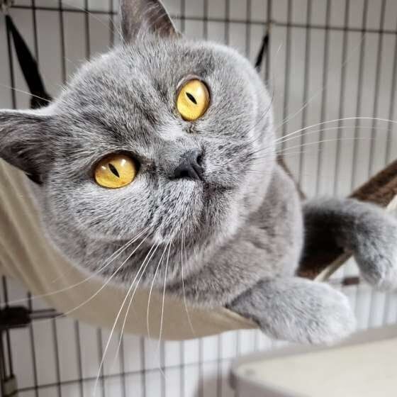 ブリティッシュショートヘアの小雪ちゃん