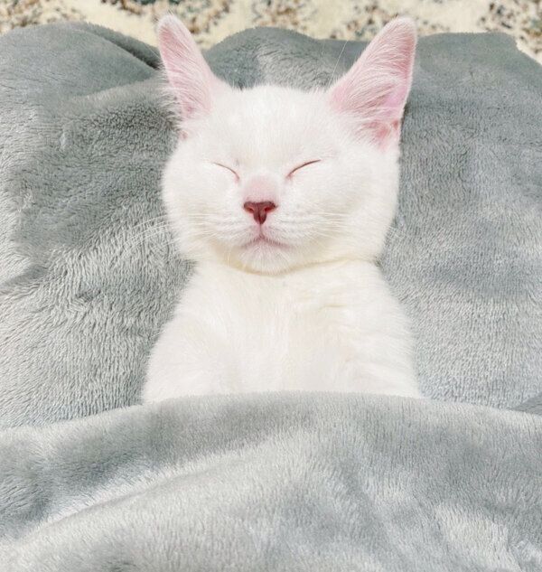 布団をかけて眠るまおくん