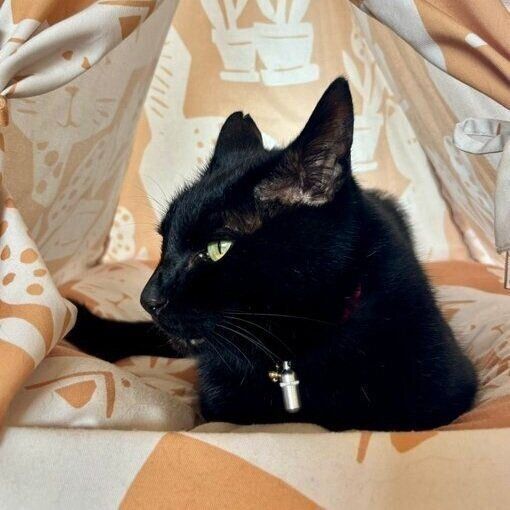 テントでくつろぐルドルフくん