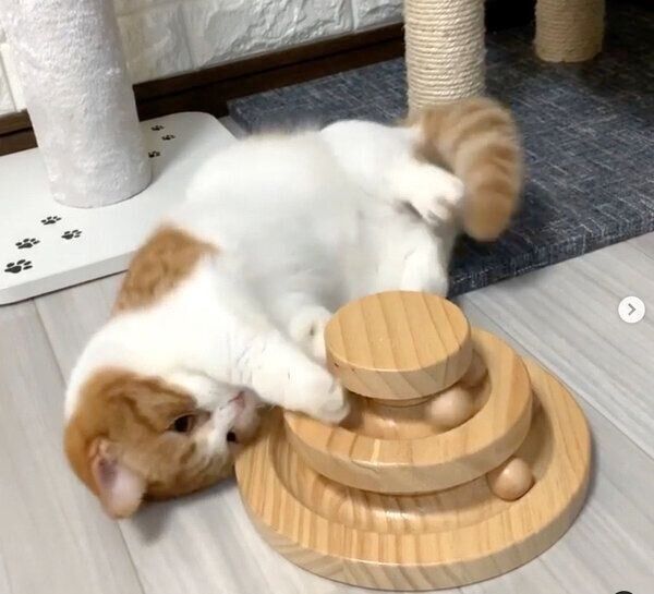 おもちゃで遊ぶ茶太くん