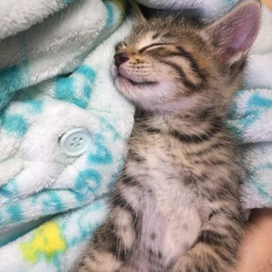 甘えん坊なキジトラ