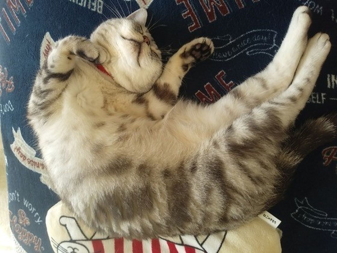 専門家が解説 猫が死んだふりをするワケとは かわいいけど 油断は禁物 ねこのきもちweb Magazine 専門家が解説 猫が死んだふりをするワケとは かわいいけど 油断は禁物 ねこのきもちweb Magazine