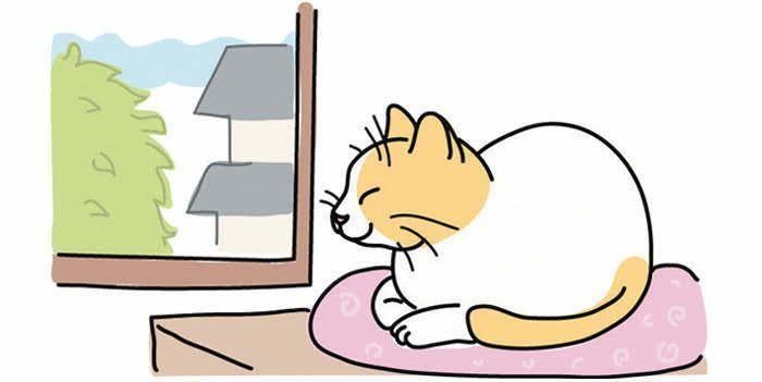 窓の外を眺める猫