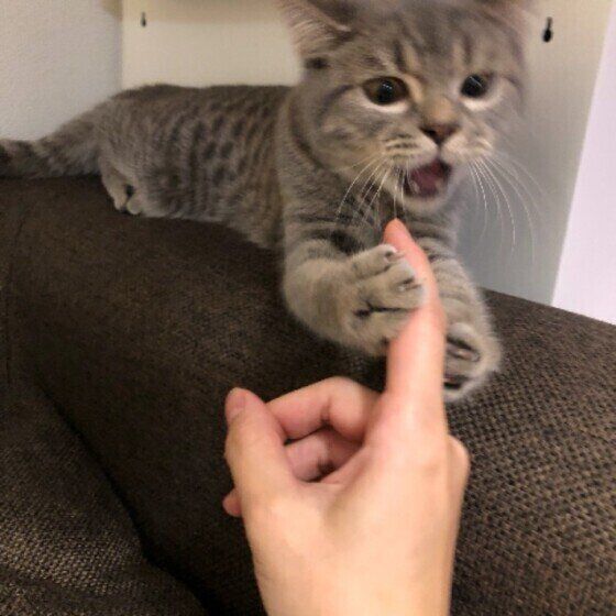 スコティッシュフォールドの石井佐吉くん