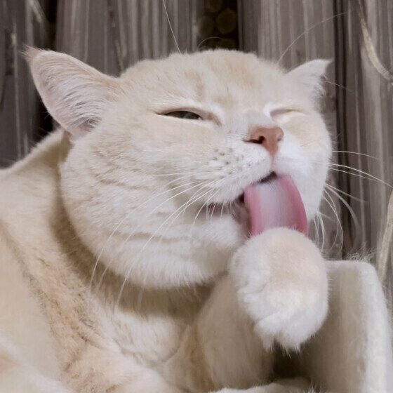 マンチカンのむぎちゃん