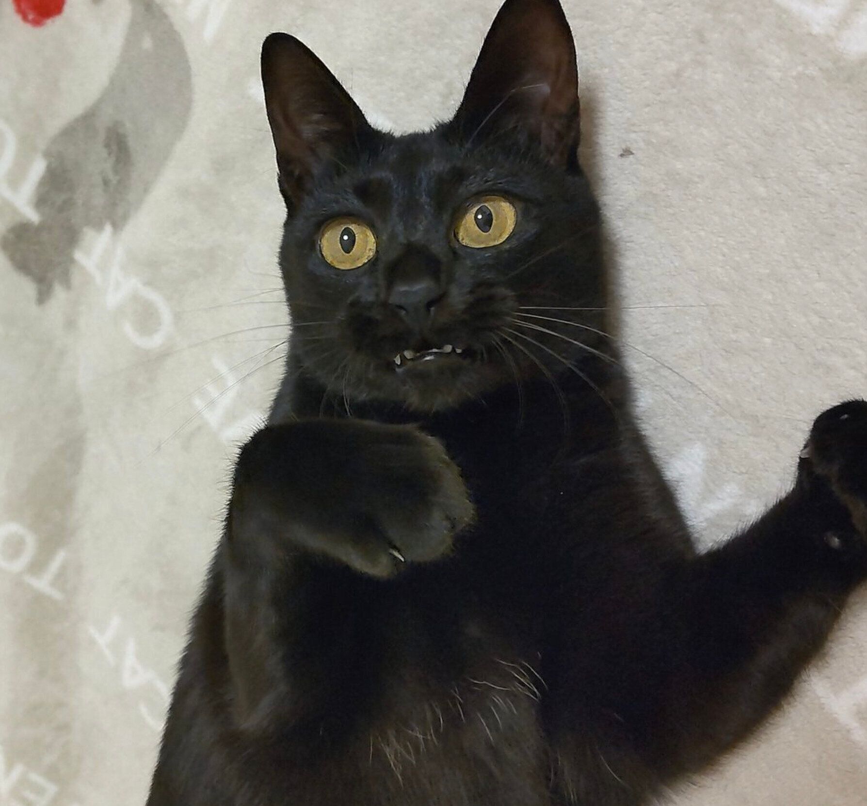 歯が見えるフクちゃん