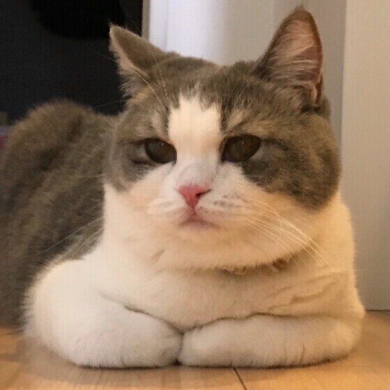 スコティッシュフォールドのめめちゃん