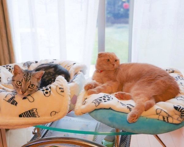 仲良しなアメリカンショートヘアとスコティッシュフォールド