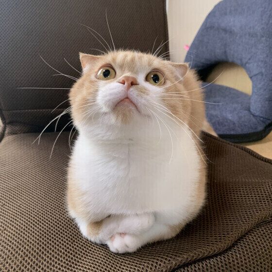 ミヌエットのうにくん