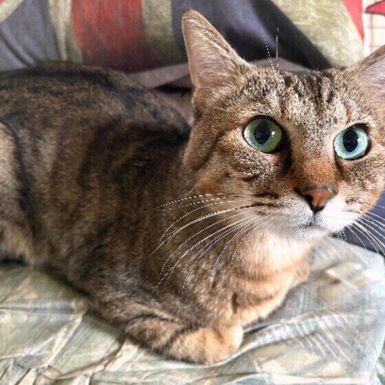 カメラ目線のキジトラ猫