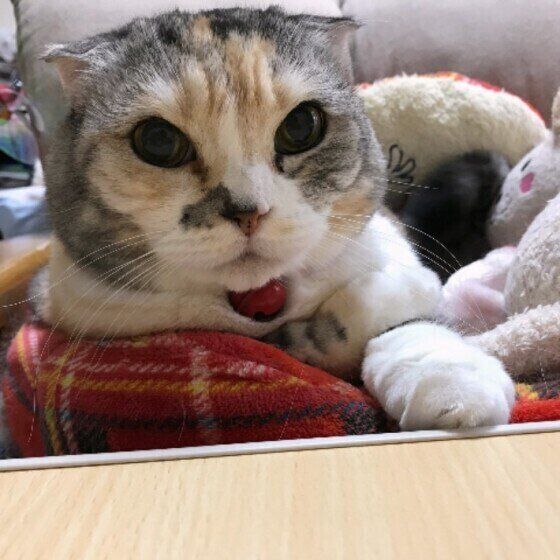 見つめるスコティッシュフォールド