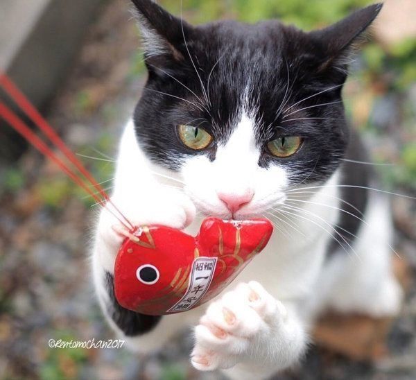 元保護猫だった武蔵くん