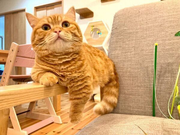 くつろぐぷてぃこちゃん