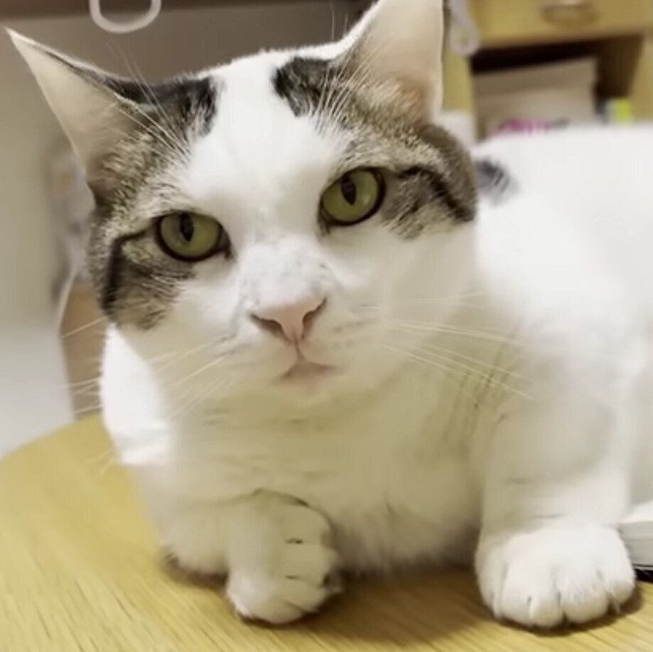 カメラ目線の豆大福くん