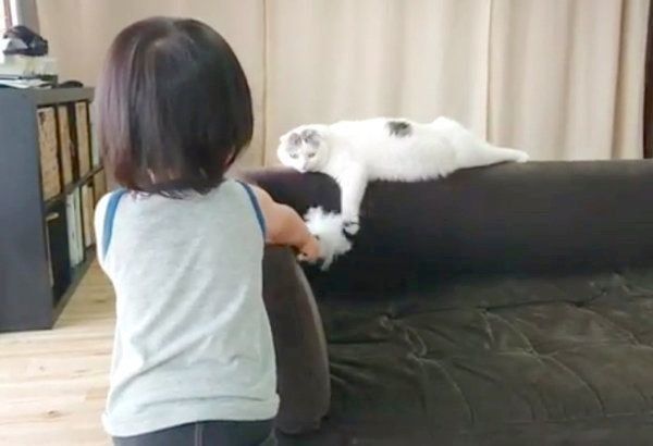 男の子に惑わされるスコティッシュフォールド