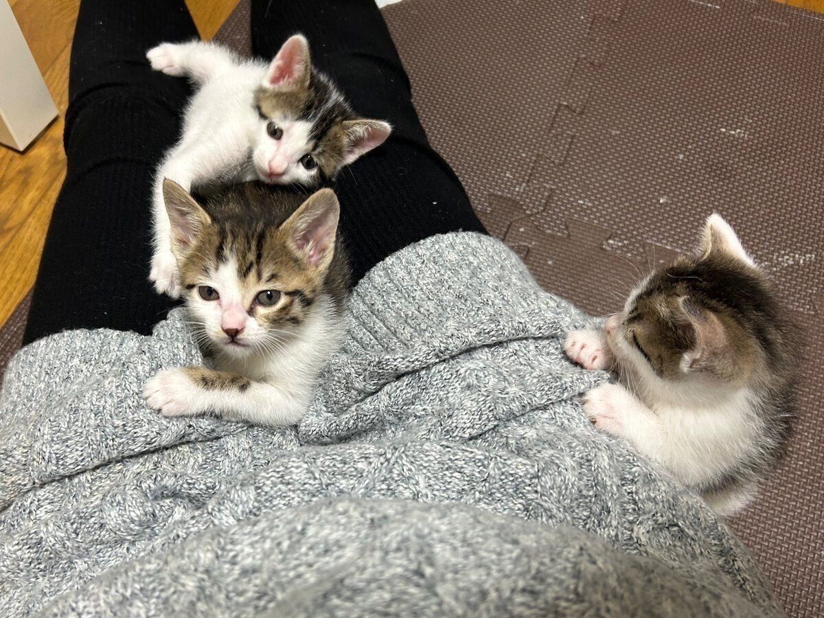 甘える子猫たち