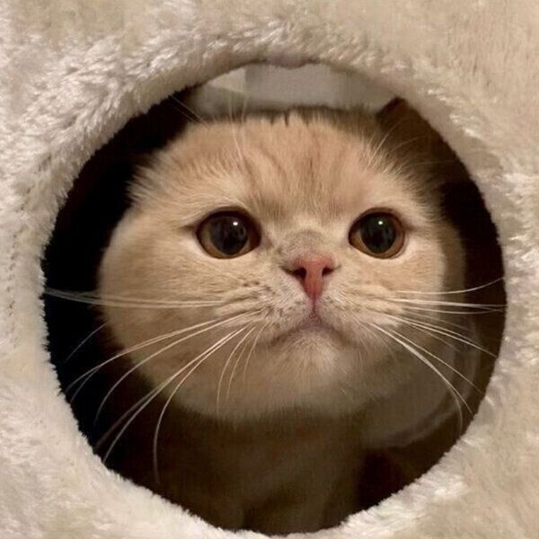 まんまる顔が可愛い茶々丸くん