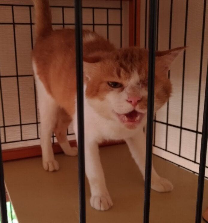 保護当時、推定5才の猫