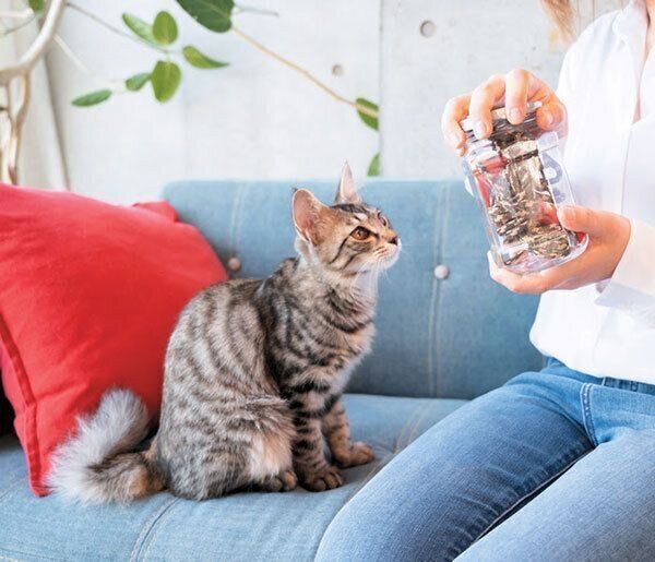 飼い主さんと猫