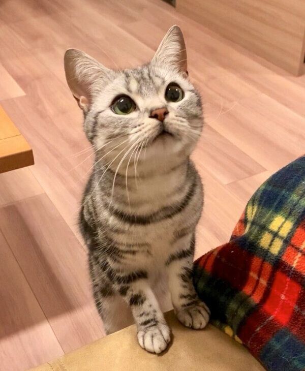 おやつ待ちのあんこくん