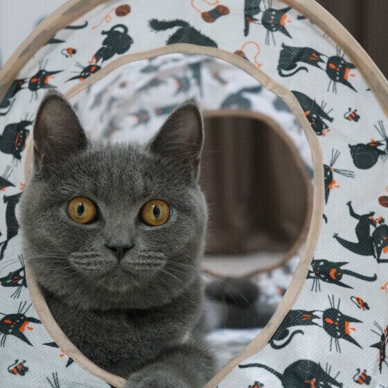 ブリティッシュショートヘアのハニちゃん  