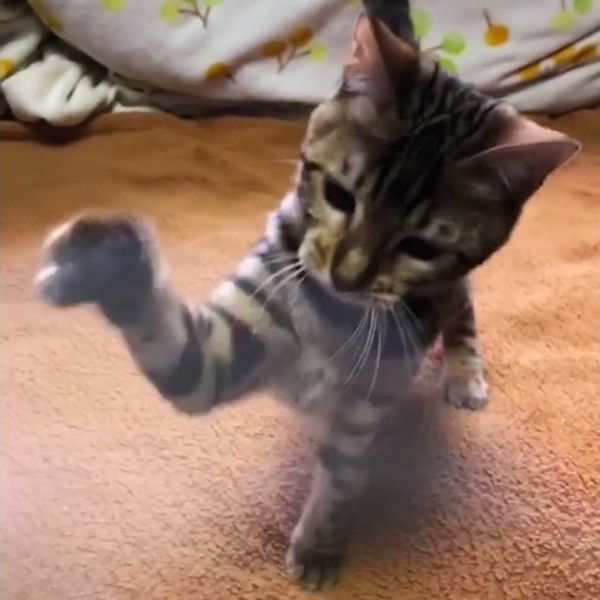 空振りニャンコ