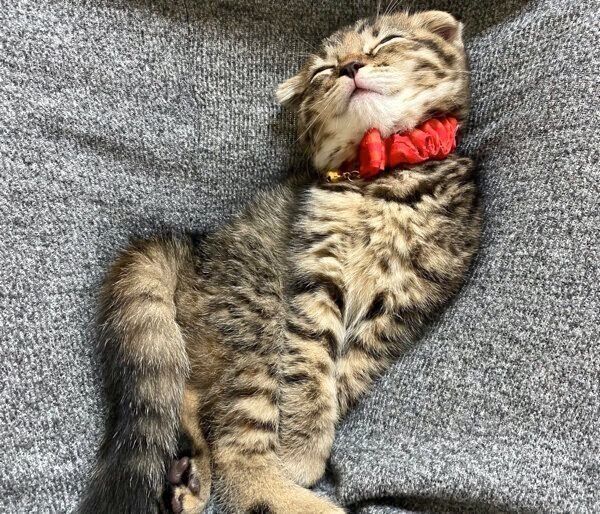 膝の上で気持ちよさそうに眠るまつたけちゃん