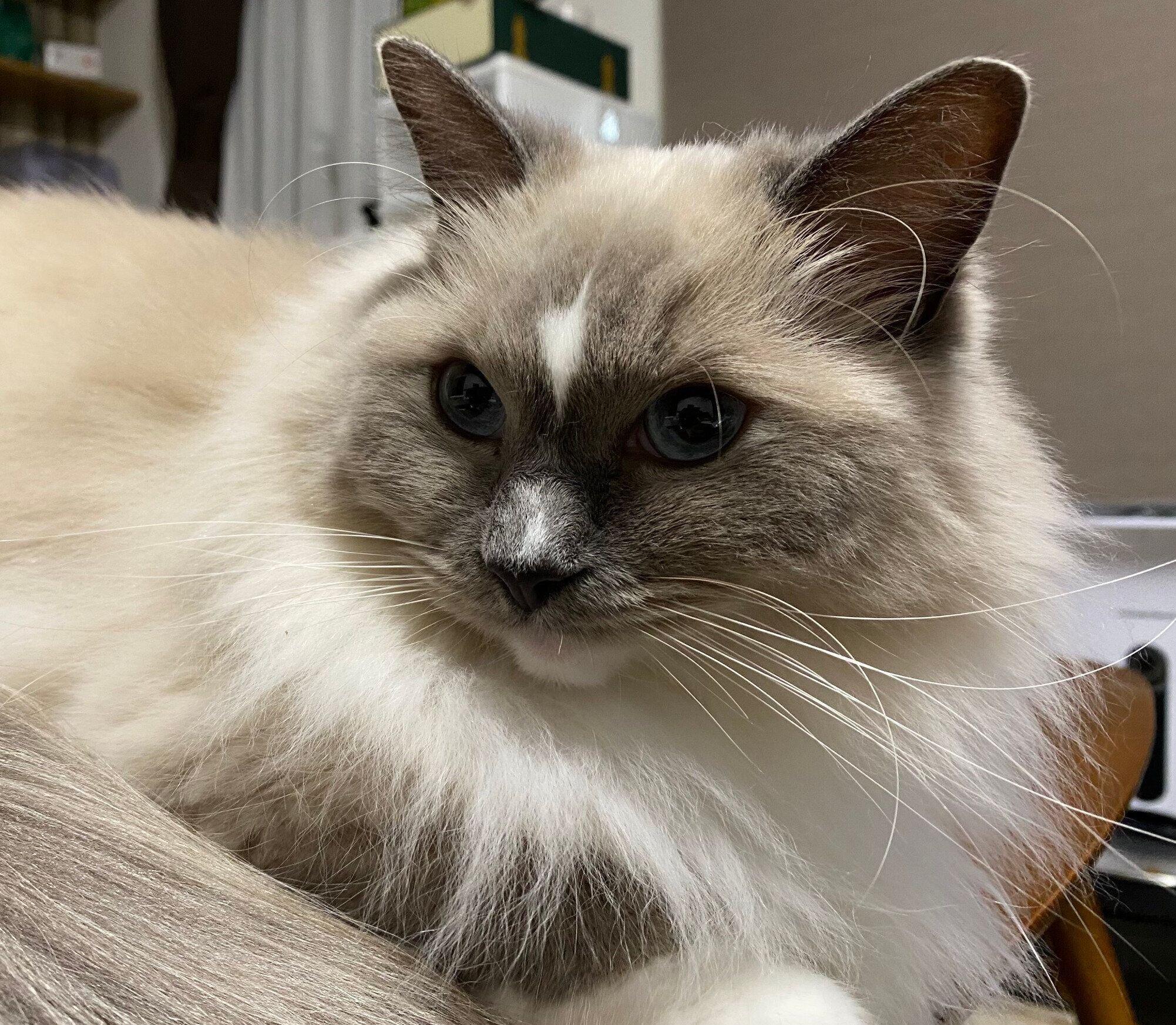 顔が整っているカビちゃん
