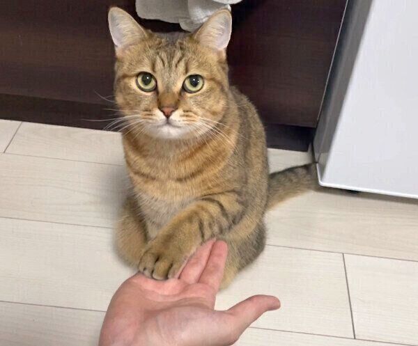 オテをするみにらくん