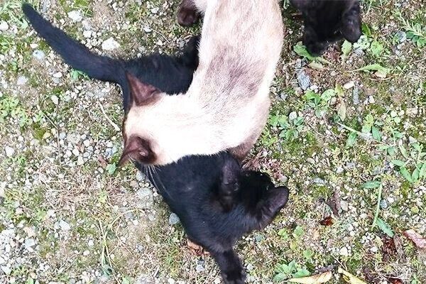 シジミちゃんの母猫・ペルちゃんと子猫たち