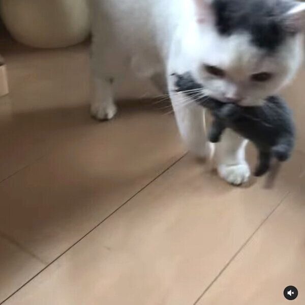 ネズミのぬいぐるみを飼い主さんにプレゼントするカツヲくん