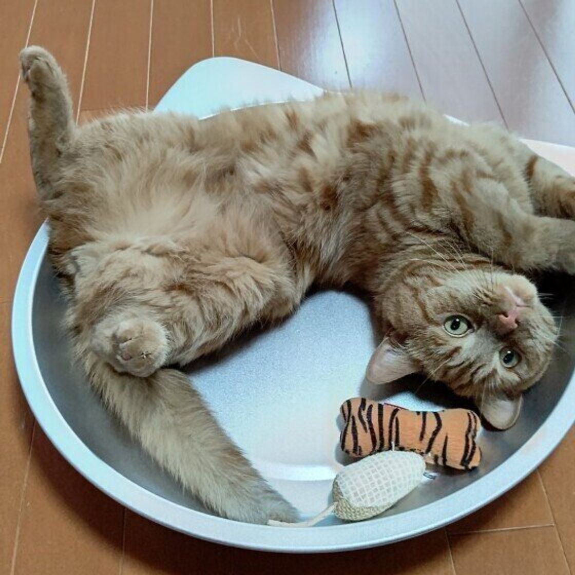 かわいい画像紹介 猫がよくするしぐさの理由は ねこのきもちweb Magazine かわいい画像紹介 猫がよくするしぐさの理由は ねこのきもちweb Magazine