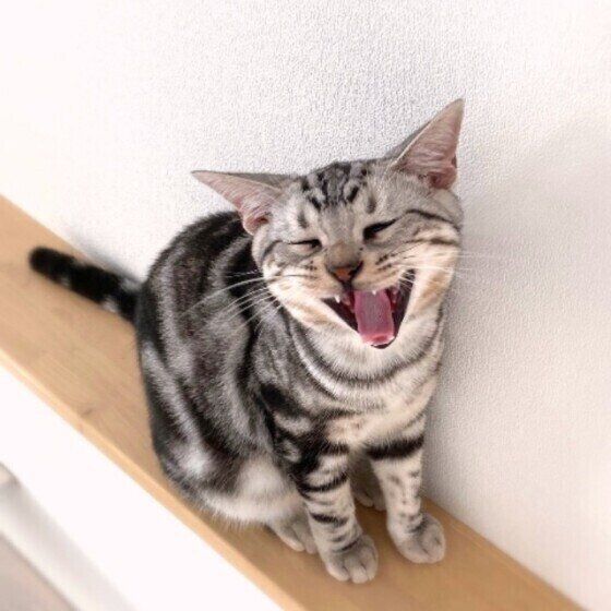 口を開けるアメリカンショートヘア