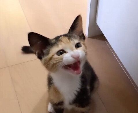 「ごはんの催促」をするフーちゃん