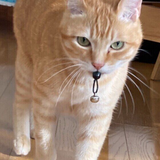 おもちゃをくわえるバロンくん