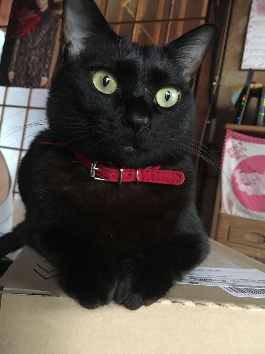 あなたはクロネコ派 シロネコ派 それともシロクロ ねこのきもちweb Magazine あなたはクロネコ派 シロネコ派 それともシロクロ ねこのきもちweb Magazine