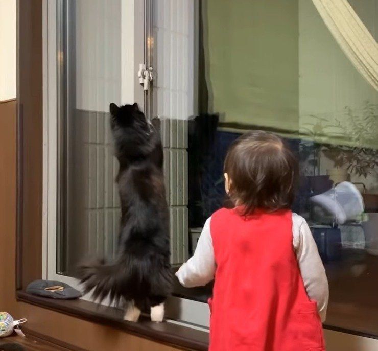 窓を開けたい猫