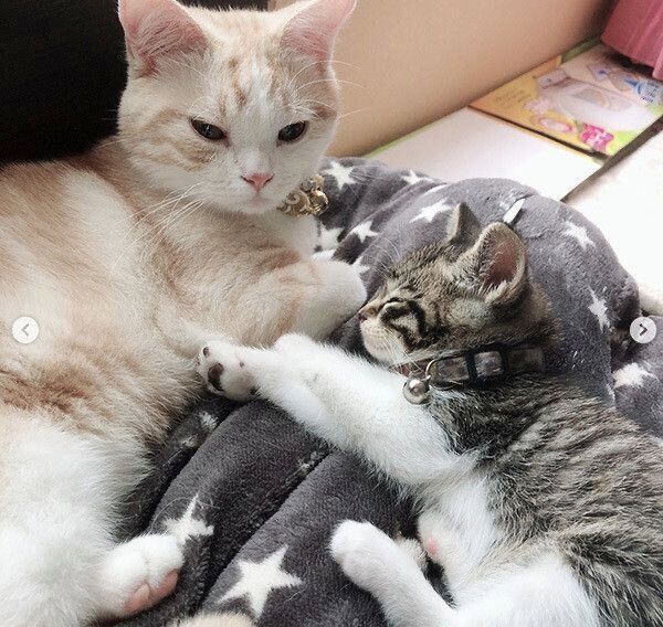 まったりするミントちゃんとサクラちゃん