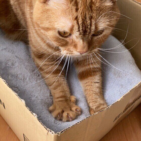 スコティッシュフォールド