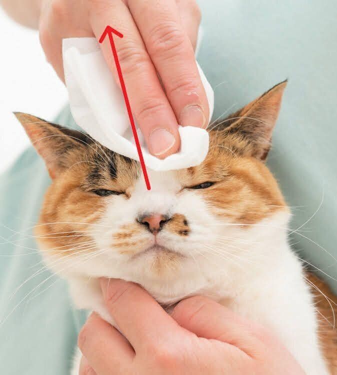 頭をお手入れする猫