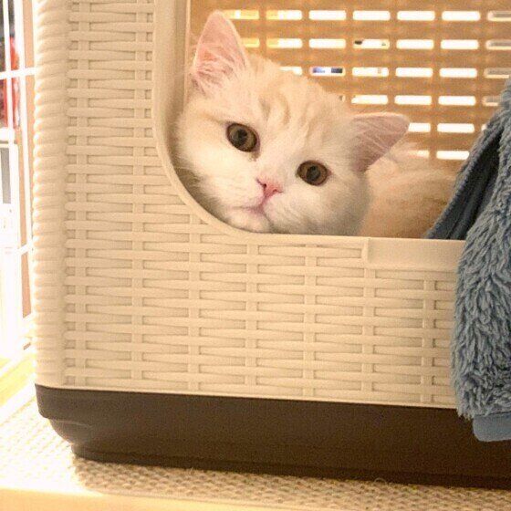 スコティッシュフォールド・ロングヘアのアビーちゃん