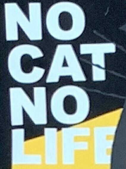 伝えたいメッセージは『NO CAT NO LIFE』